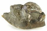 Cretaceous Fossil Ammonite (Hoploscaphities) - South Dakota #242538-1